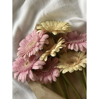 Robe Novato